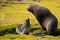 Antarctic Fur Seal with young Pup