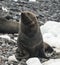 Antarctic fur sealArctophoca gazella,