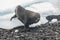 Antarctic fur sealArctophoca gazella, a