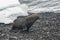 Antarctic fur sealArctophoca gazella, a