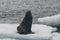 Antarctic fur sealArctophoca gazella, an beach,