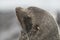 Antarctic fur sealArctophoca gazella, an beach,