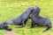 Antarctic fur seals - Arctocephalus gazella - fighting with each other. Wildlife in South Georgia.