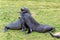 Antarctic fur seals - Arctocephalus gazella - fighting with each other. Wildlife in South Georgia.