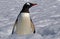 Antarctic Gentoo penguin