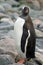 Antarctic Gentoo penguin