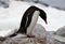 Antarctic Gentoo penguin