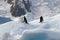 Antarctic Gentoo penguins