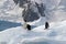 Antarctic Gentoo penguins