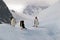 Antarctic Gentoo penguins