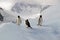 Antarctic Gentoo penguins