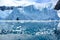 Antarctic glacier wall, ice cliffs, blue sea water with ice flows and reflections, Petzval Glacier, Paradise Bay, Antarctica