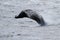 Antarctic humpback whale jumping