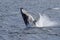 Antarctic humpback whale jumping