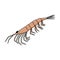 Antarctic krill. Hand drawn outline sketch cartoon animal of Antarctica. Polar isolated illustration on the white