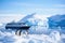 Antarctic landscape with icebergs, cruise ship and penguins, Antarctica penguins and cruise ship, AI Generated