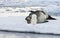 Antarctic Leopard Seal & Gentoo Penguin