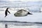 Antarctic Leopard Seal & Gentoo Penguin