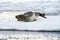 Antarctic Leopard Seal & Gentoo Penguin