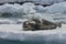 Antarctic Leopard Seal & Gentoo Penguin