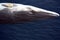 Antarctic Minke Whale in Antarctica