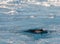 Antarctic Minke Whale surfacing through sea-ice, Antarctica