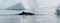 Antarctic Minke Whale surfacing between weathered icebergs, Antarctic Peninsula