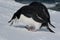Antarctic penguin.