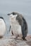 Antarctic penguin chick who almost molted.