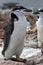 Antarctic penguin Chinstrap or that standing on the rocks in the