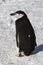 Antarctic penguin or Chinstrap which goes through