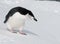 Antarctic penguin looking into the distance