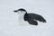 Antarctic penguin lying on the snow.