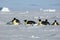 Antarctic penguin procession
