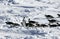 Antarctic penguin procession