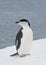 Antarctic penguin on a ski slope.