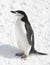 Antarctic penguin in the snow on a sunny day.