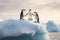 Antarctic penguins on ice floe, Antarctic Peninsula, Antarctica, chinstrap penguins, Pygoscelis antarctica, on an iceberg off the