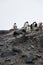 Antarctic penguins shot standing on the shore