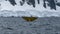 Antarctic Peninsula, Antarctica. Humpback whale diving.