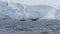 Antarctic Peninsula, Antarctica. Humpback whale diving.