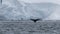 Antarctic Peninsula, Antarctica. Humpback whale diving.