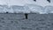 Antarctic Peninsula, Antarctica. Humpback whale diving.