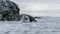 Antarctic Peninsula, Antarctica. Humpback whale diving.