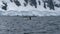 Antarctic Peninsula, Antarctica. Humpback whale diving.