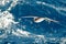 Antarctic petrel