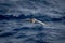 Antarctic petrel crosses blue sea looking down