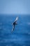 Antarctic petrel crosses blue sea in sunshine