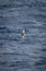 Antarctic petrel crosses ocean with vertical wings