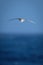 Antarctic petrel crosses ocean with wings spread